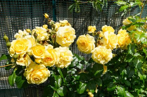 Photo of property in 37b North Street, Feilding, 4702