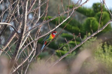 Photo of property in 21 Merlin Court, Otaihanga, Paraparaumu, 5036