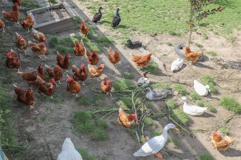 Photo of property in 6 Hakarimata Road, Ngaruawahia, 3720