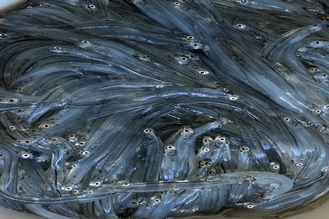 Photo of property in 59b North Street, Mokau, 4376