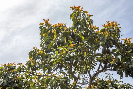 Photo of property in 119 Collarbone Road, Thames, 3500