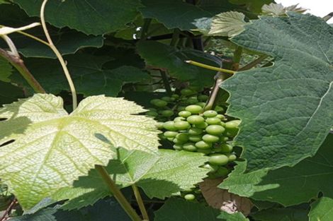 Photo of property in 42 Westview Place, Tauriko, Tauranga, 3110