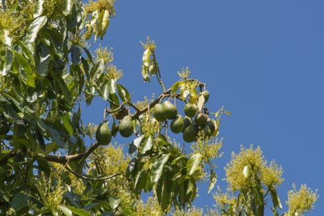 Photo of property in 333 Pahoia Road, Whakamarama, Tauranga, 3172