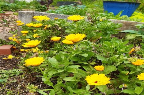 Photo of property in 38 Esk Street, Parkvale, Tauranga, 3112