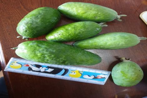 Photo of property in 21 Farmer Road, Waitoa, 3310