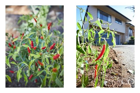 Photo of property in 22 Macmillan Street, Katikati, 3129