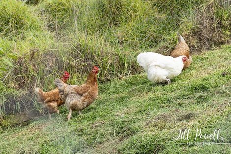 Photo of property in 611 Bickerstaffe Road, Maungaturoto, 0587