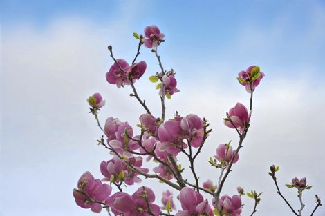 Photo of property in 79 Kawiu Road, Levin, 5510