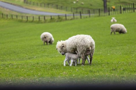 Photo of property in 331 Pukapuka Road, Pohuehue, Warkworth, 0983