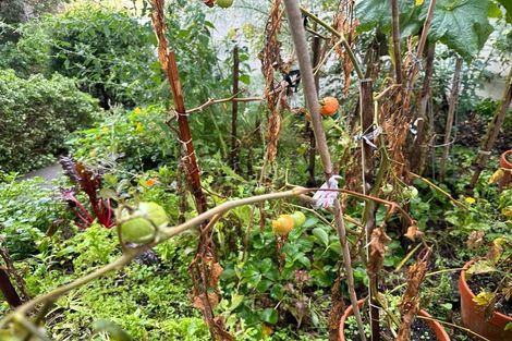 Photo of property in 205/11 Akepiro Street, Mount Eden, Auckland, 1024