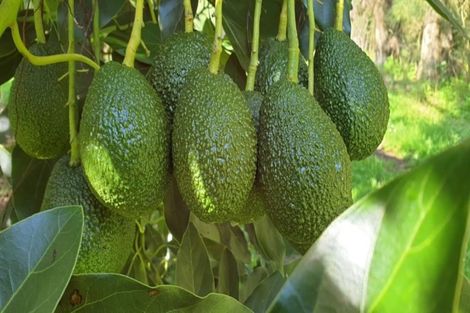 Photo of property in 168 Wright Road, Aongatete, Katikati, 3181