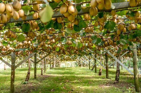 Photo of property in 93 Te Puna Quarry Road, Minden, Tauranga, 3179