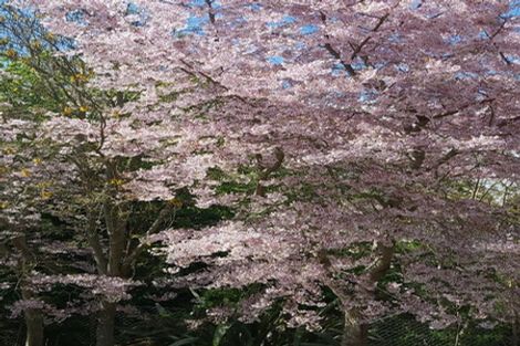 Photo of property in 30 Southsea Crescent, Silverdale, Hamilton, 3216