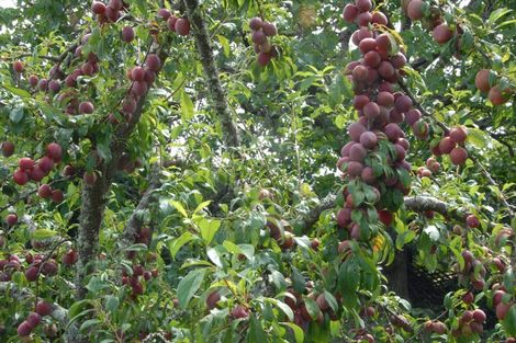 Photo of property in 15 Miriam Street, Masterton, 5810