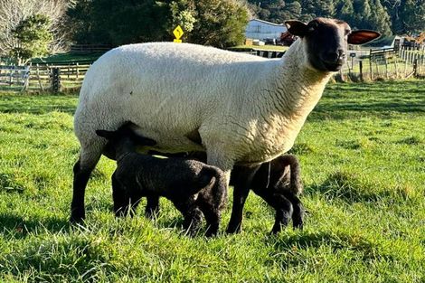 Photo of property in 124 Kanohi Road, Kaukapakapa, 0873