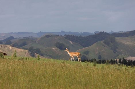 Photo of property in 238 Roberts Avenue, Aramoho, Whanganui, 4584