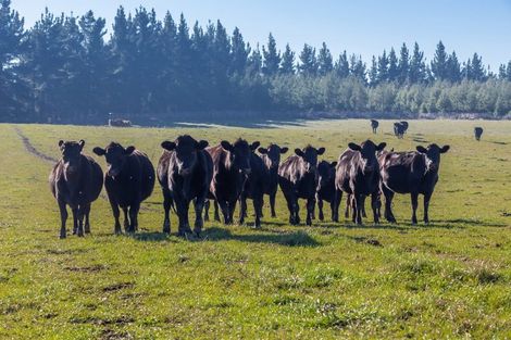 Photo of property in 124 Ashworth Bush Road, Sefton, Rangiora, 7477