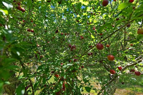 Photo of property in 50 Waitoki Road, Waitoki, Kaukapakapa, 0871