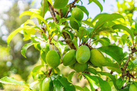 Photo of property in 43 Gorge Road, Maungaturoto, 0520