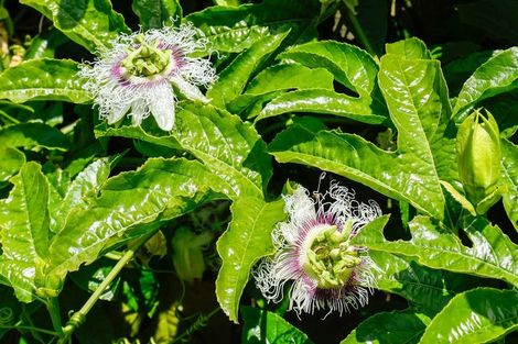 Photo of property in 19 Hakanoa Street, Huntly, 3700