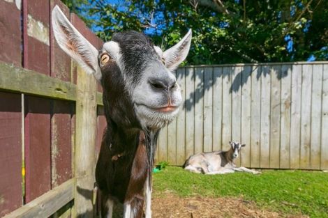 Photo of property in 464 South Road, Omata, New Plymouth, 4374