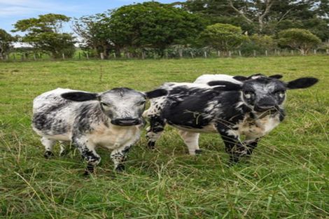 Photo of property in 37 Lloyd Road, Riverhead, Albany, 0793