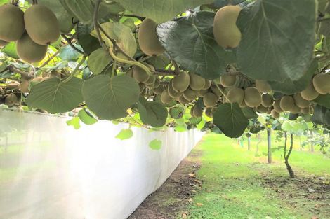 Photo of property in 238 Wilson Road North, Paengaroa, Te Puke, 3189