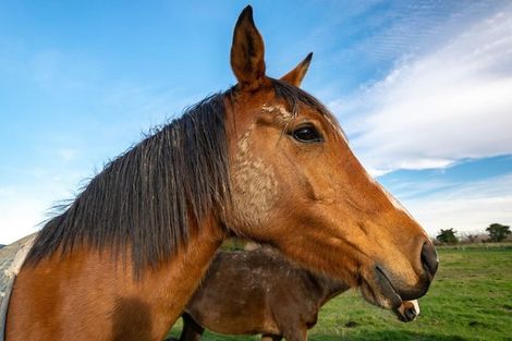 Photo of property in 26 Burrells Lane, Kaikoura Flat, Kaikoura, 7371