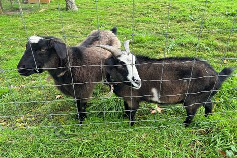 Photo of property in 530 No 1 Road, Springdale, Waitoa, 3380