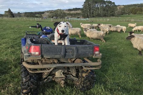 Photo of property in 133 Hanham Road, Kumeu, 0891