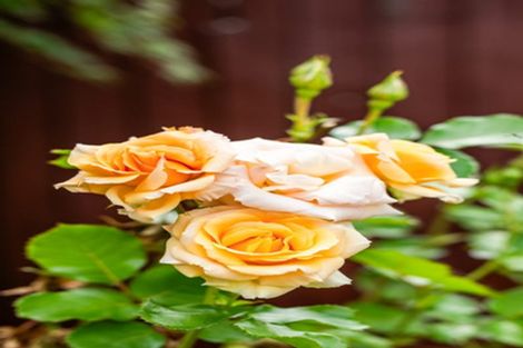 Photo of property in 10 Haslett Place, Upper Riccarton, Christchurch, 8041