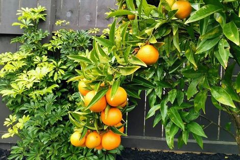 Photo of property in 12 Tarras Road, Kumeu, 0810