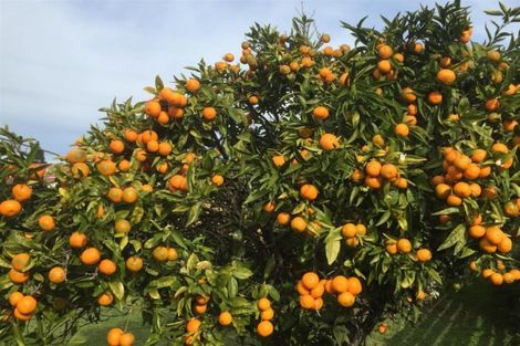 Photo of property in 36a Crane Street, Mount Maunganui, 3116