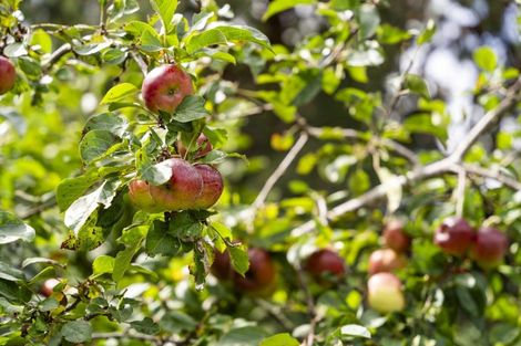 Photo of property in 55 Otaihanga Road, Otaihanga, Paraparaumu, 5036