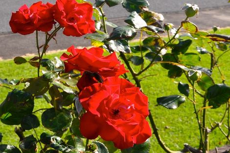 Photo of property in 55 Citrus Avenue, Waihi Beach, 3611