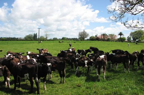 Photo of property in 595a Tauranga Road, Te Poi, Matamata, 3473