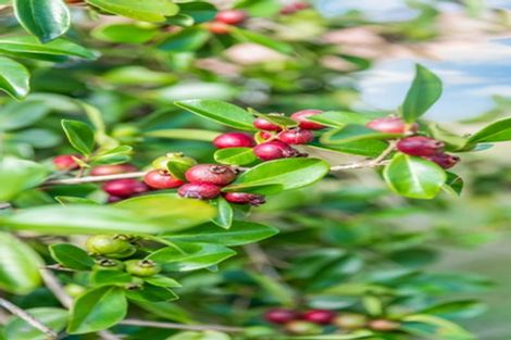 Photo of property in 3/70 Kaurilands Road, Titirangi, Auckland, 0604