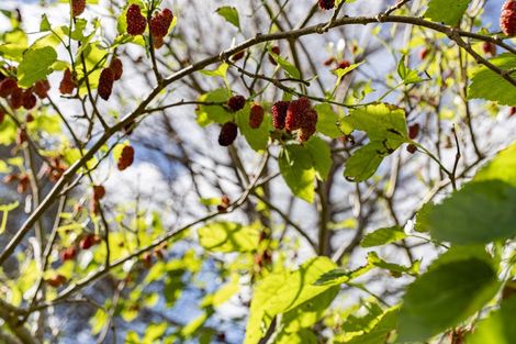 Photo of property in 1782 State Highway 12, Paparoa, 0571