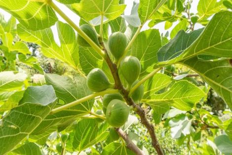 Photo of property in 3 Te Karaka Drive, Te Puna, Whakamarama, 3172