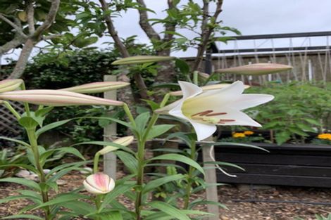 Photo of property in 27 Te Wharau Drive, Greenhithe, Auckland, 0632