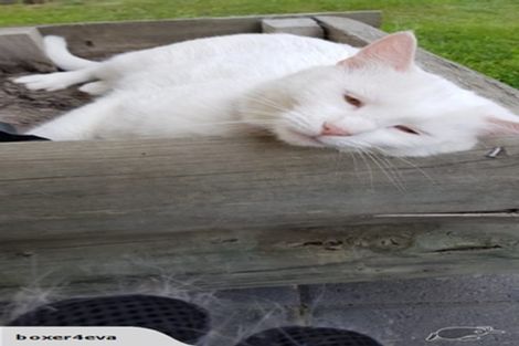 Photo of property in 4 Gascoigne Street, Riversdale, Blenheim, 7201