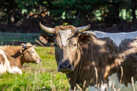 Photo of property in 30 Church Lane, Wairau Valley, Blenheim, 7271