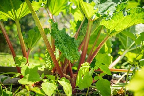 Photo of property in Fairmont Flats, 4a/20 Maarama Crescent, Aro Valley, Wellington, 6021