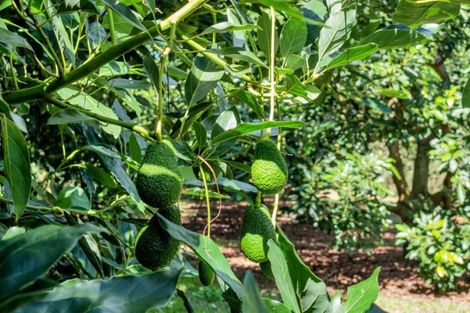 Photo of property in 50 Wright Road, Dairy Flat, Albany, 0794