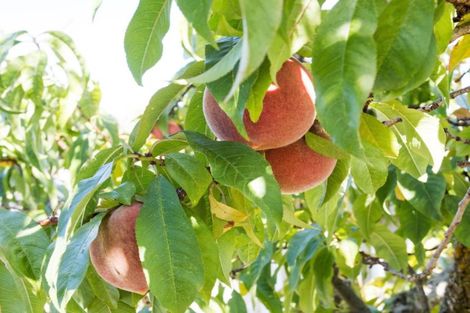 Photo of property in 44a Akaroa Street, Kaiapoi, 7630