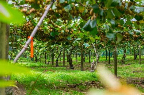 Photo of property in 866 No 2 Road, Te Ranga, Te Puke, 3182