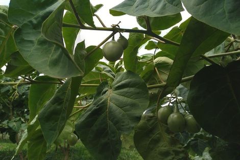 Photo of property in 225 Te Akau Road, Waingaro, Ngaruawahia, 3793