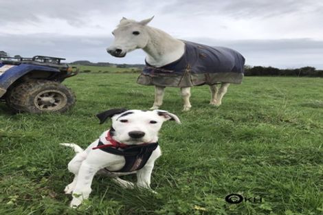 Photo of property in 133 Hanham Road, Kumeu, 0891