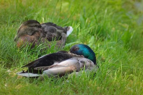 Photo of property in 7/108 West Coast Road, Glen Eden, Auckland, 0602