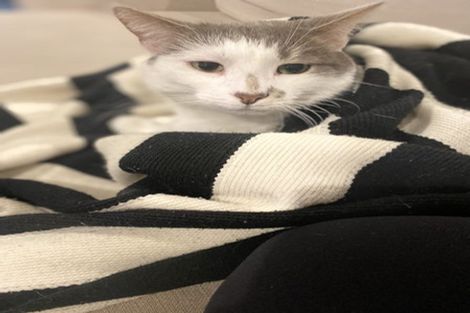 Photo of property in 2/35 Manuka Road, Bayview, Auckland, 0629